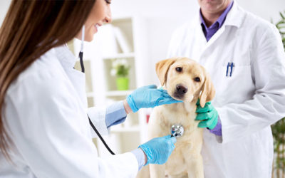 6 Ways to Handle Unexpected Vet Bills