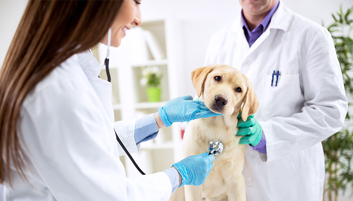 6 Ways to Handle Vet Bills