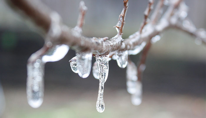 Blog_MemberNoticeWinterStormResponse icy on tree