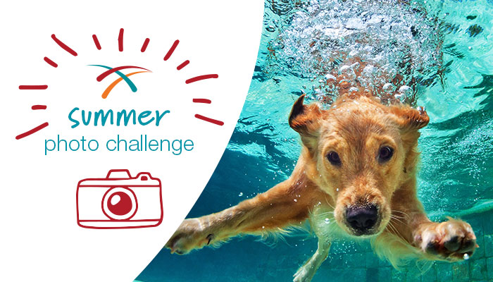 Photo_Blog dog swimming under water